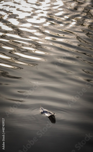bird feathers float on the water lightness and relaxation calm waves sway