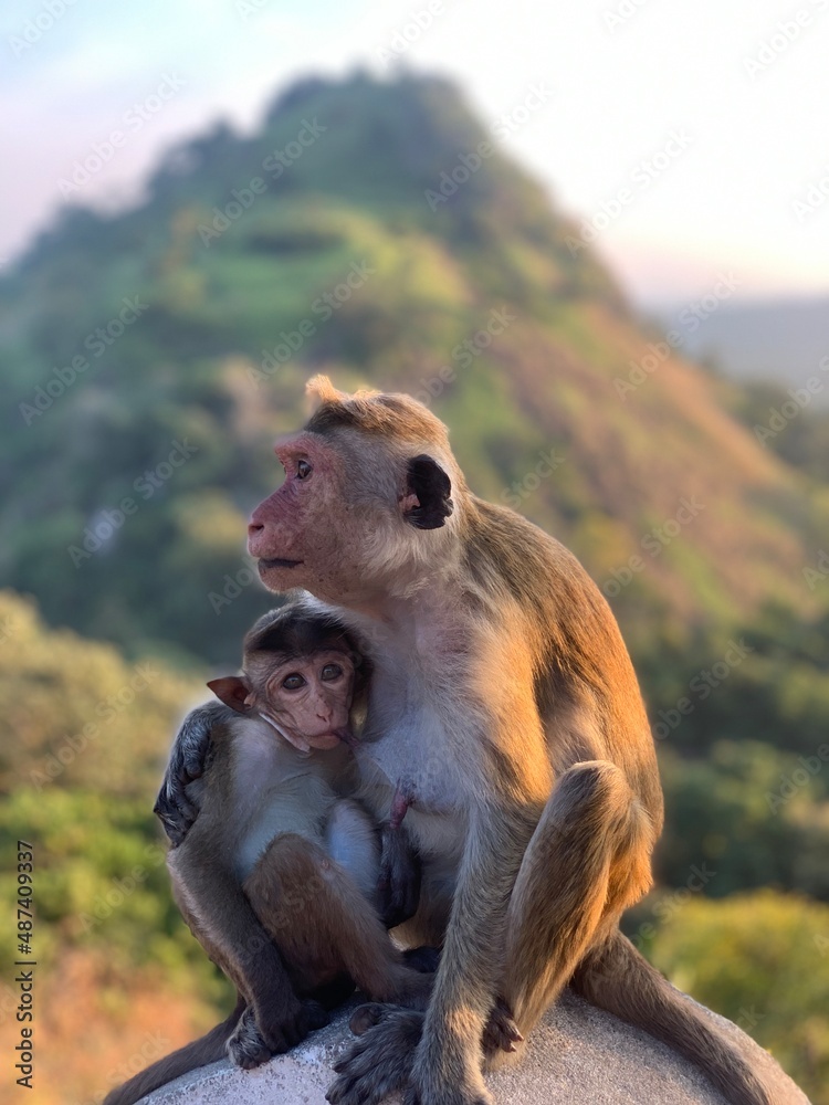 Przytulające się małpy  - obrazy, fototapety, plakaty 