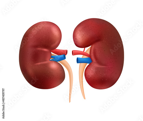 Realistic Human Kidney Composition