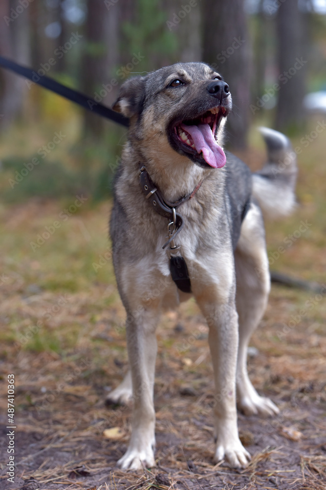 mongrel dog gray and black outdoors mongrel dog gray and black outdoors