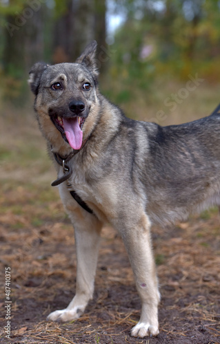 mongrel dog gray and black outdoors