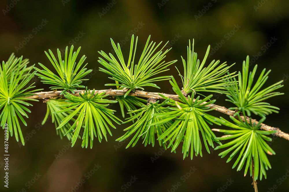 close-up view of a young branch of a larch close-up view of a young branch of a larch