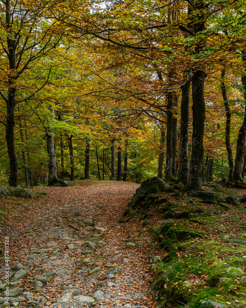 Scenic path into the woods in autumn season, Oropa, Piedmont, Italy Scenic path into the woods in autumn season, Oropa, Piedmont, Italy