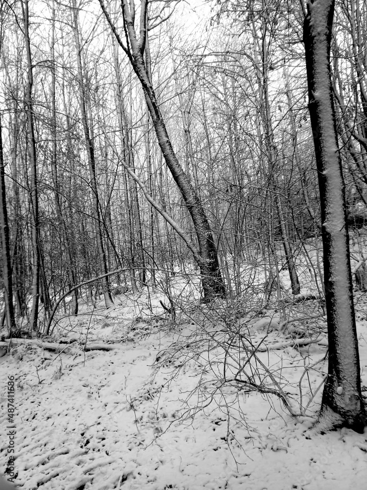 Fototapeta forest in winter