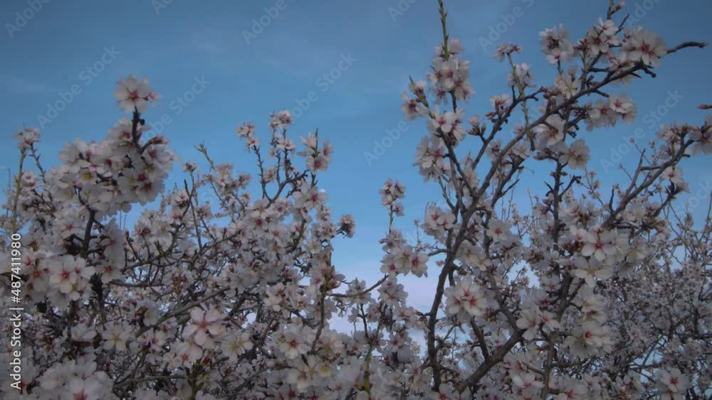 flor de almendro