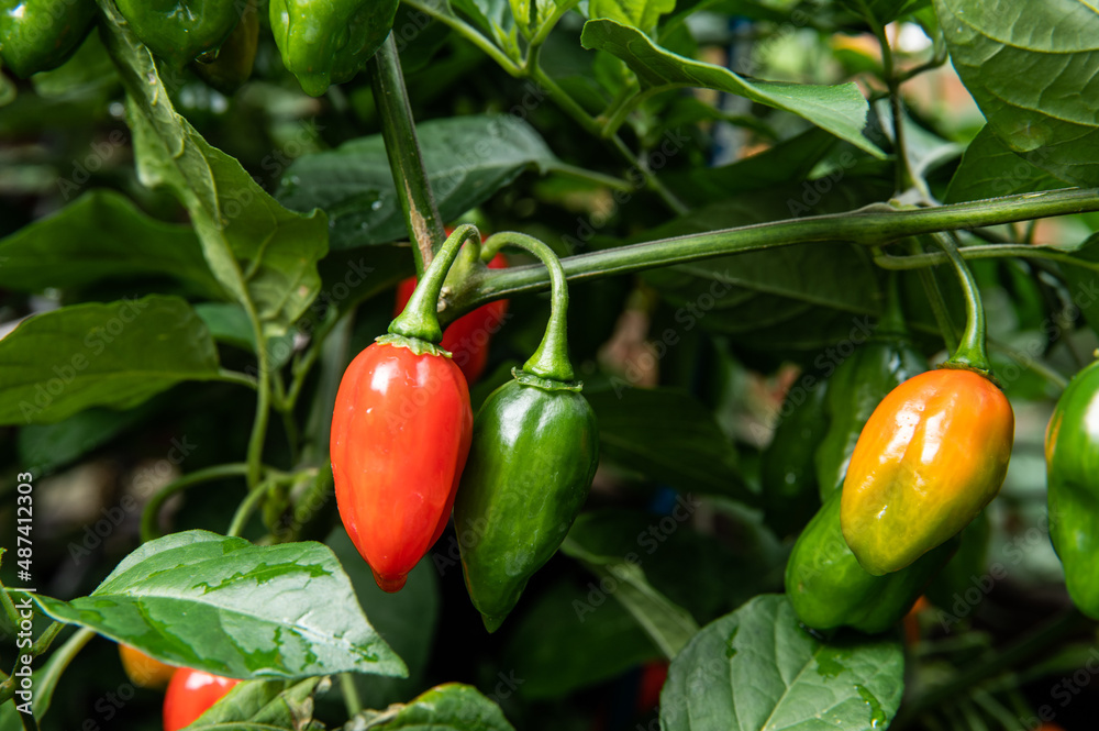 Pfefferoni in verschiedenen Reifestadien im Herbst