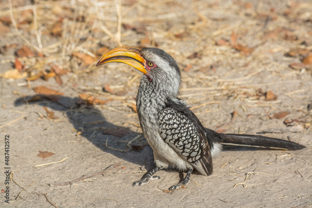 Fototapeta premium Southern Yellow-billed Hornbill, Tockus leucomelas, bird with big bill in the nature habitat, Okavango delta, Botswana
