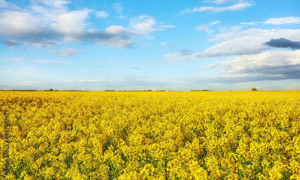 Obraz premium Field of rapeseed in blossom on a sunny day.