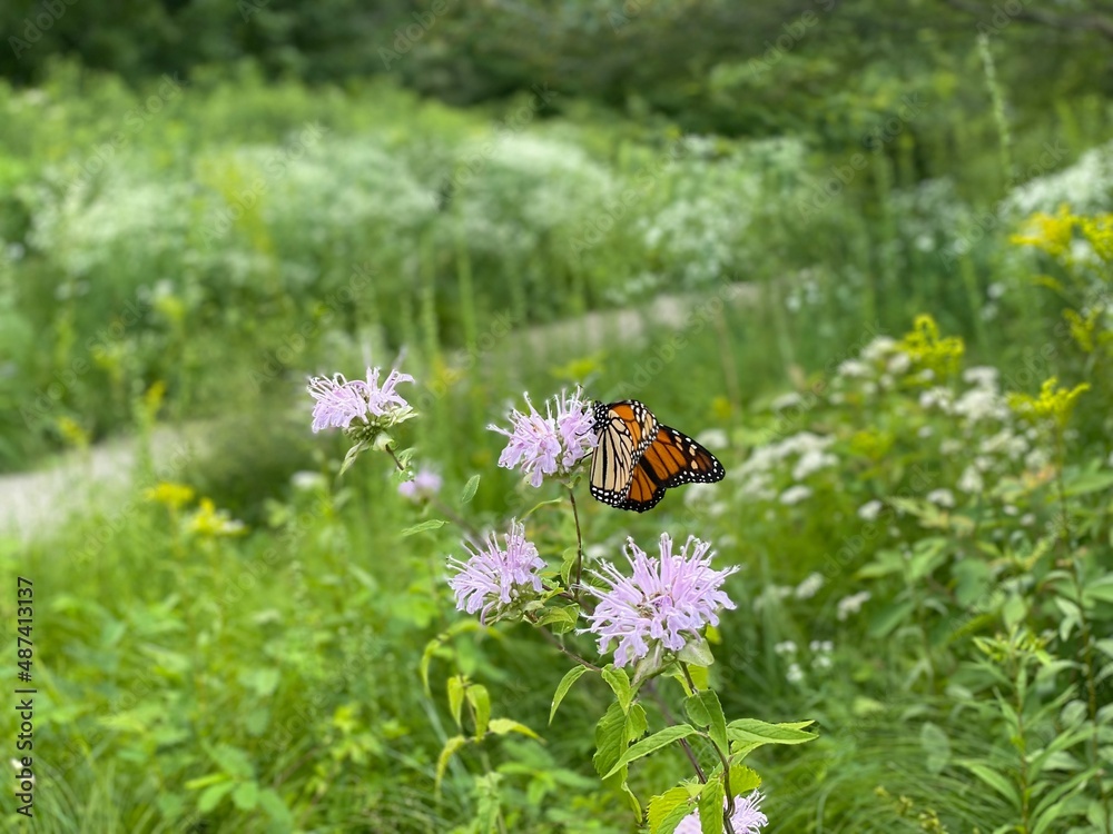 bee on a flower