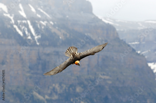 bearded vulture in the Aragonese Pyrenees in Huesca. Spain
