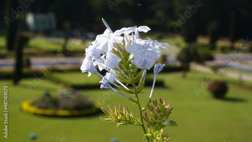Plumbago zeylanica also known as Doctorbush, Ceylon leadwort etc