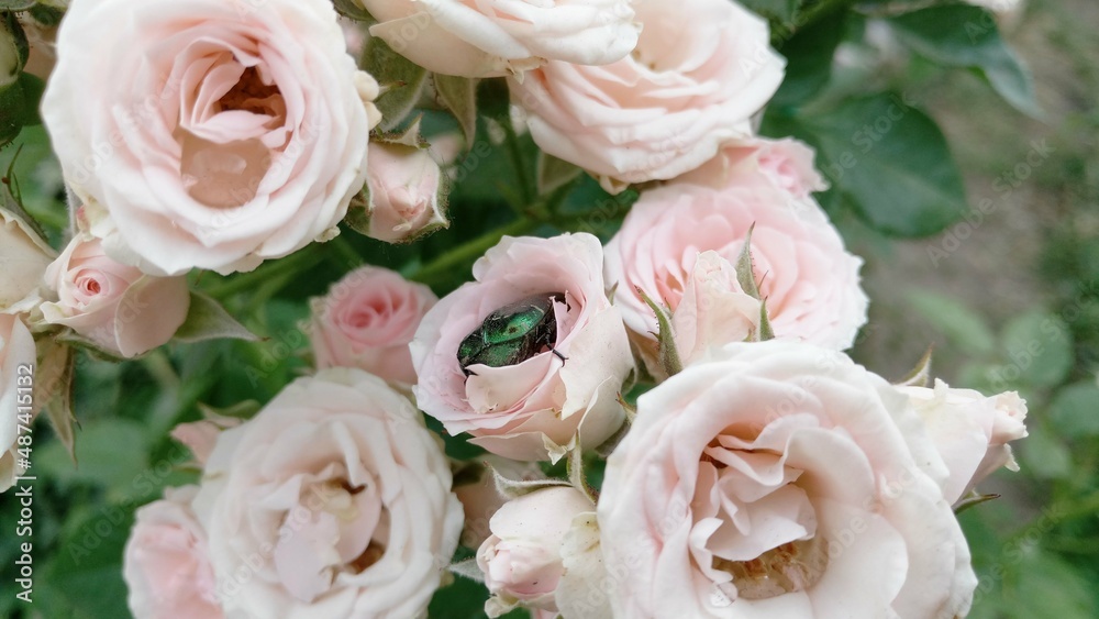 A bug hiding in the flowers A bug hiding in the flowers