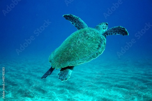 Wild green turtle in the ocean on a scuba dive