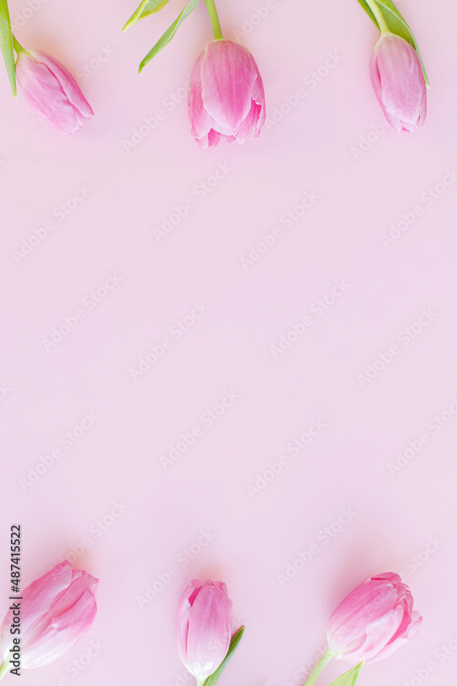 Pink tulips flat lay on pink background. Floral Greeting card template with space for text. Stylish minimal tender spring image. Happy womens day. Happy Mothers day. Hello spring