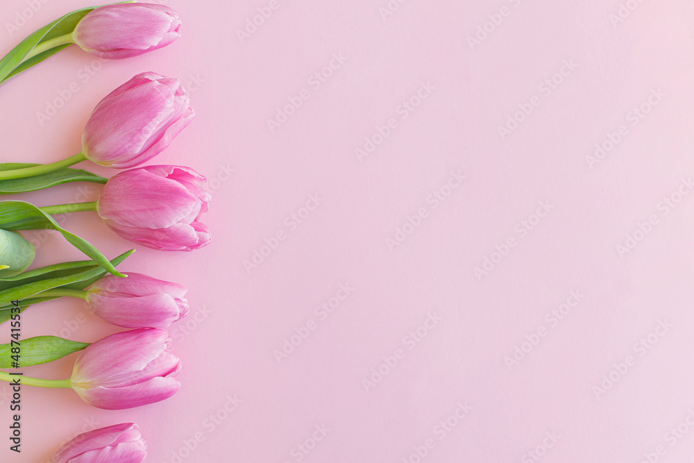 Fresh tulips flat lay on pink background. Floral Greeting card template with space for text. Stylish minimal tender spring banner. Happy womens day. Happy Mothers day. Hello spring Fresh tulips flat lay on pink background. Floral Greeting card template with space for text. Stylish minimal tender spring banner. Happy womens day. Happy Mothers day. Hello spring