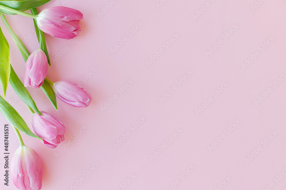 Naklejka premium Fresh tulips flat lay on pink background. Floral Greeting card template with space for text, 8 march. Stylish minimal tender spring banner. Happy womens day. Happy Mothers day