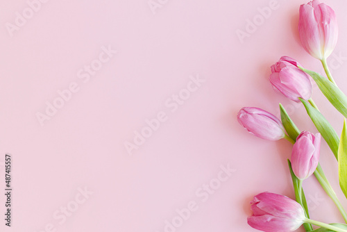 Fototapeta Naklejka Na Ścianę i Meble -  Fresh tulips flat lay on pink background. Floral Greeting card template with space for text. Stylish minimal tender spring banner. Happy womens day. Happy Mothers day. Hello spring