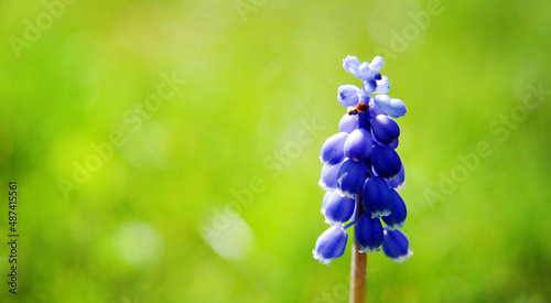grape hyacinth - Muscari armeniacum