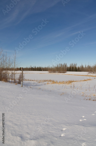 Wallpaper Mural Winter Scenery at Pylypow Wetlands Torontodigital.ca
