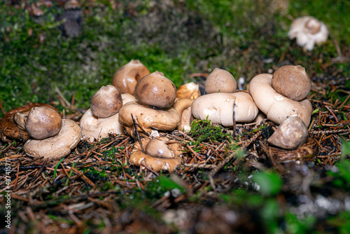  a group of brown mushrooms - fringed earthstar - Geastrum fimbriatum - in natural habitat