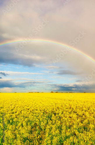 Rainbow over field of rapeseed in blossom.