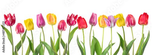 set of tulips isolated on white background