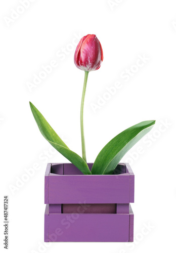 one tulip in a gift box