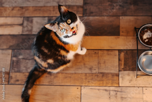 The cat looks up. A tricolor cat is begging for food on the kitchen floor. A cat with cute eyes is asking for food on the kitchen floor.