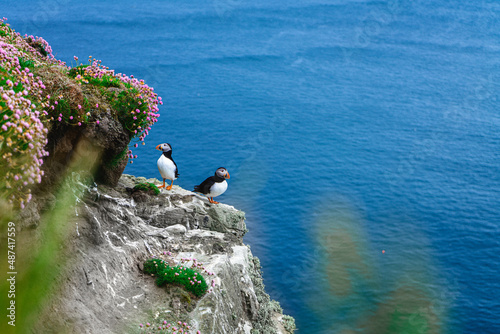 Puffins at Dunnet Head