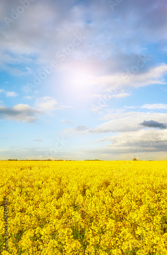 Field of rapeseed in blossom on a sunny day.