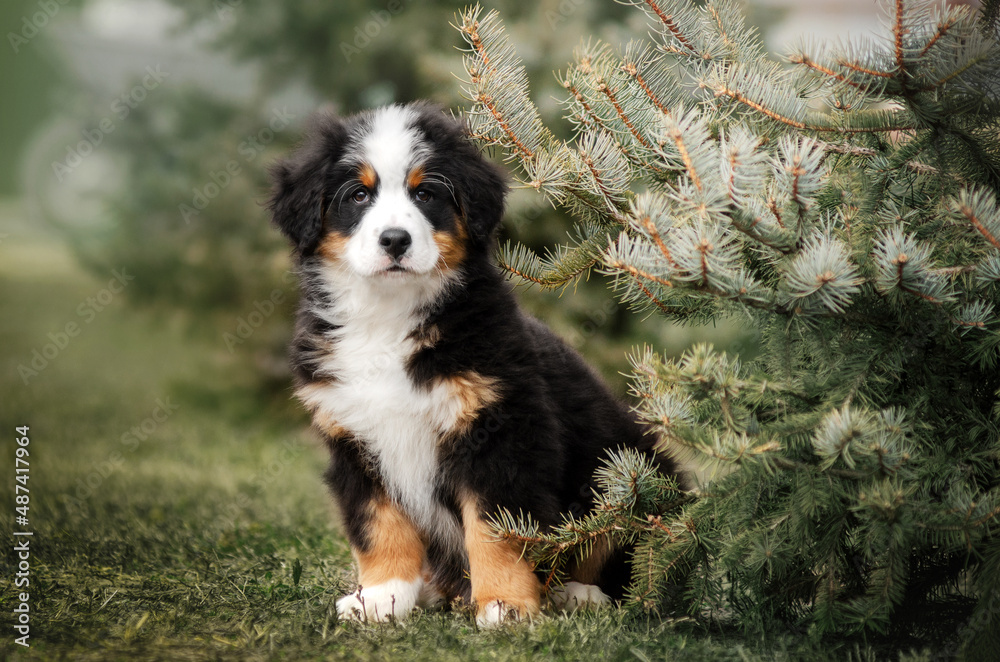 bernese mountain dog cute puppy photo lovely pet portrait on nature background
