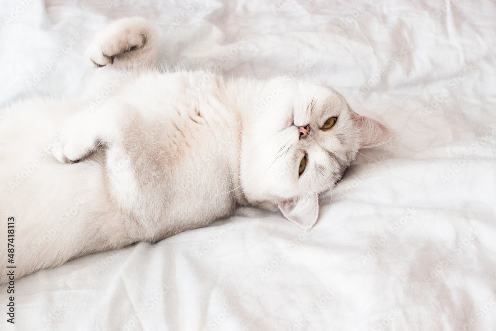 the cat is lying on a white blanket the cat is lying on a white blanket