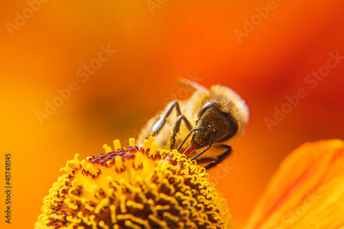Honey bee covered with yellow pollen drink nectar, pollinating flower. Inspirational natural floral spring or summer blooming garden background. Life of insects. Extreme macro close up selective focus