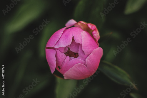 close up of a blooming pink peony in summer