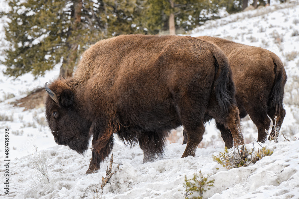 Herd of American Bison, Yellowstone National Park. Winter scene. Herd of American Bison, Yellowstone National Park. Winter scene.