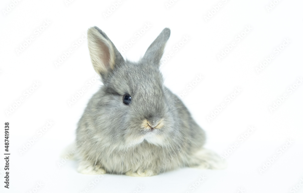 Grey baby rabbit on a white background copy space