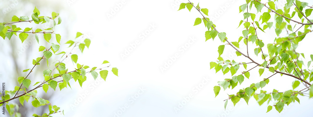 Green young birch leaves on branches close up, abstract light natural background. Beautiful fresh birch leaves close up. banner. copy space Green young birch leaves on branches close up, abstract light natural background. Beautiful fresh birch leaves close up. banner. copy space