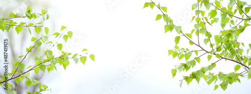 Fotografia Green young birch leaves on branches close up,  abstract light natural background