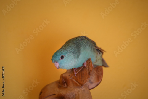 Barred parakeet turquoise male lineolated parakeet curious sitting photo