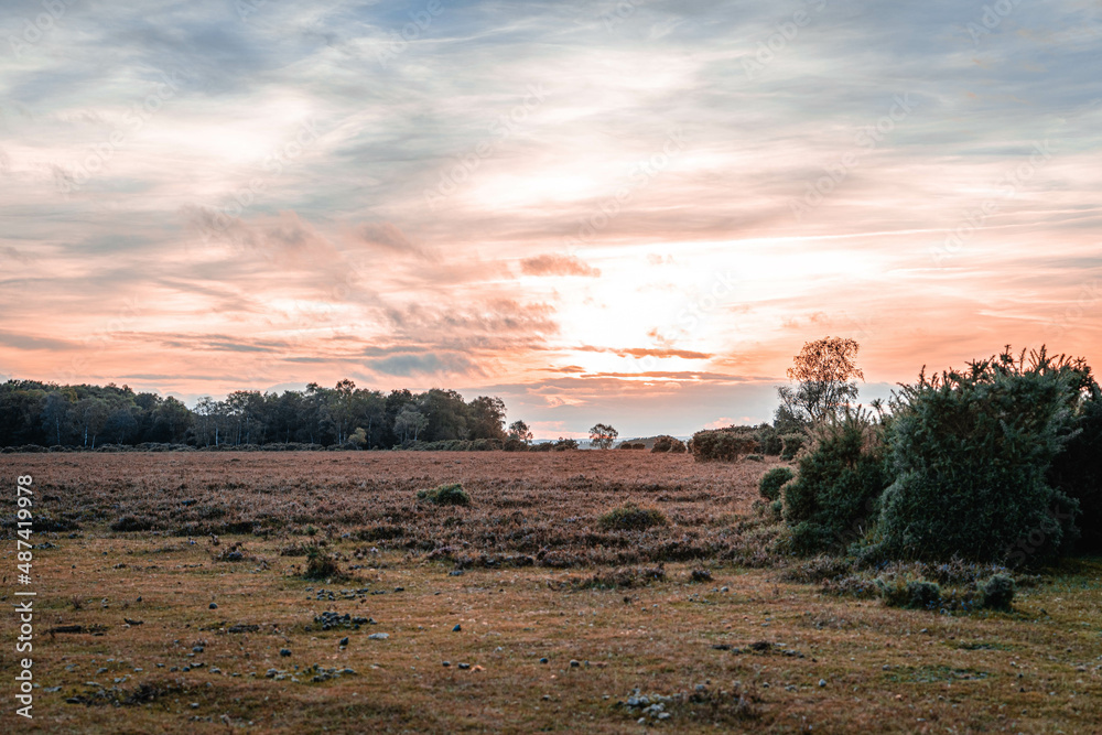 Naklejka premium New Forest Sunset