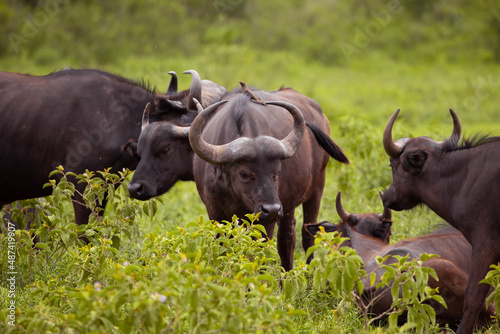 Fototapeta Naklejka Na Ścianę i Meble -  a herd of African black buffaloes in a natural environment, in a tanzanian national park, looks very close at the camera. buffalo portrait