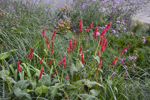 Flowering flames of the knotweed Persicaria amplexicaulis firetail in the morning light photo