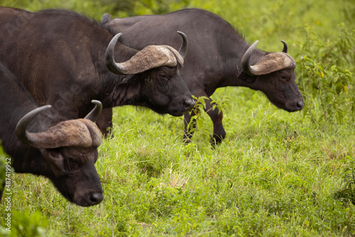 a herd of African black buffaloes in a natural environment  in a tanzanian national park  looks very close at the camera. buffalo portrait