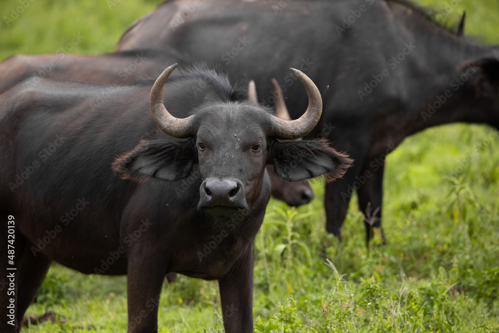 herd of African black buffaloes in a natural environment, in a tanzanian national park, looks very close at the camera. buffalo portrait herd of African black buffaloes in a natural environment, in a tanzanian national park, looks very close at the camera. buffalo portrait
