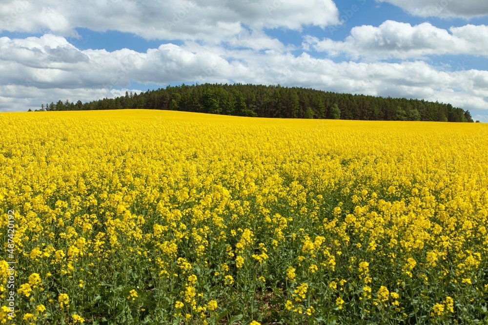 Rapeseed, canola or colza field in Latin Brassica Napus