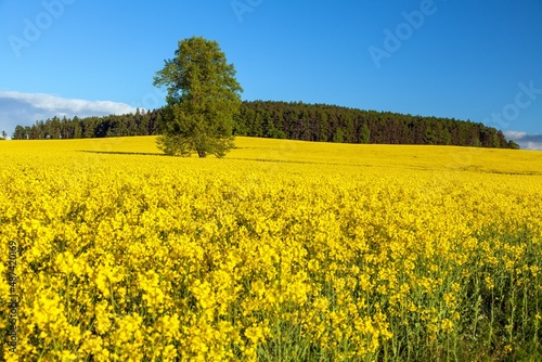 Field of rapeseed  canola or colza in Latin Brassica Napus