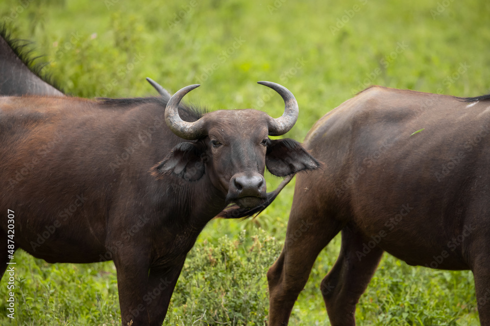 herd of African black buffaloes in a natural environment, in a tanzanian national park, looks very close at the camera. buffalo portrait herd of African black buffaloes in a natural environment, in a tanzanian national park, looks very close at the camera. buffalo portrait