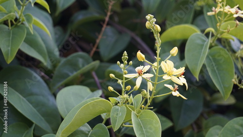 Tristellateia australasiae also known as Australian goldvine, Maidens jealousy etc photo