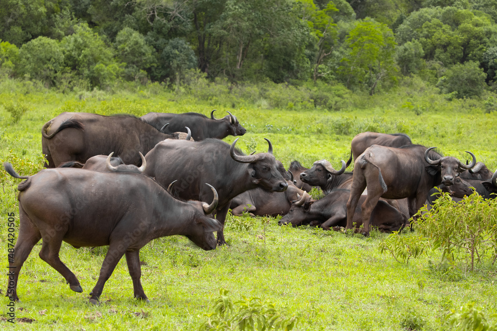 herd of African black buffaloes in a natural environment, in a tanzanian national park, looks very close at the camera. buffalo portrait herd of African black buffaloes in a natural environment, in a tanzanian national park, looks very close at the camera. buffalo portrait