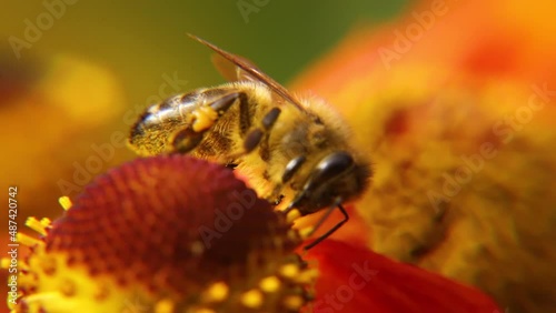 Honey bee covered with yellow pollen drink nectar, pollinating flower. Inspirational natural floral spring or summer blooming garden background. Life of insects. Extreme macro close up selective focus photo